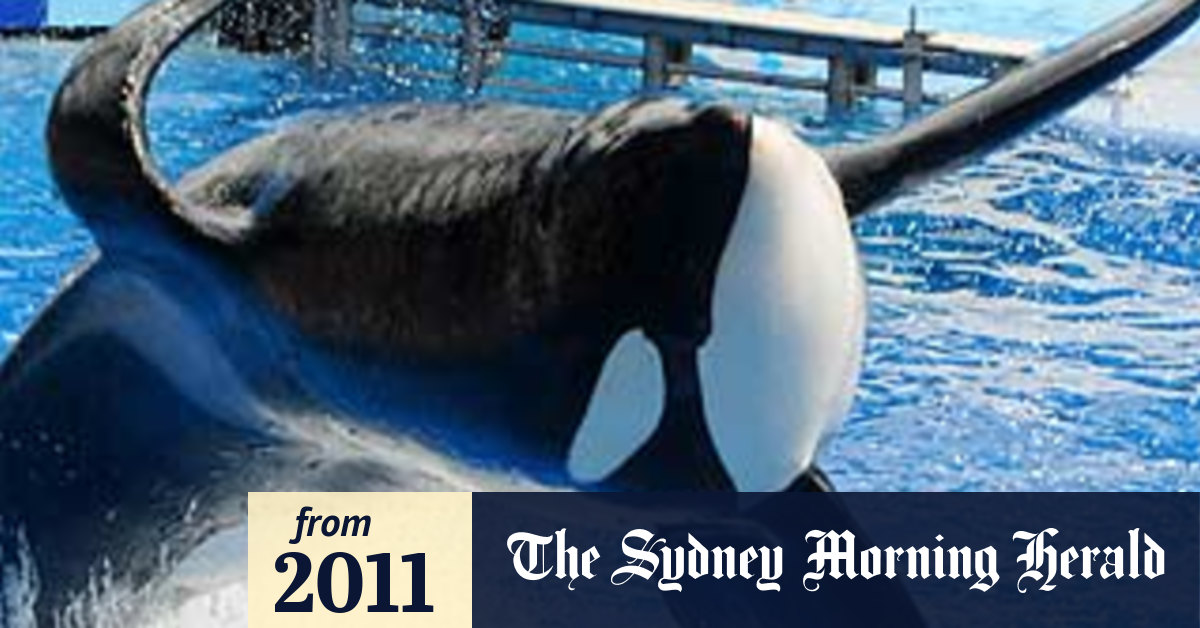 Drowned trainer killer whale performing again